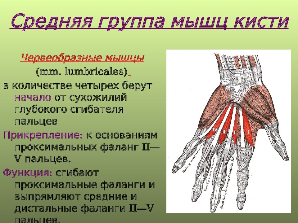 Сгибатели кисти. Средняя группа мышц кисти. Червеобразные мышцы кисти функция. Мышцы кисти поверхностные и глубокие. Глубокие мышцы кисти.