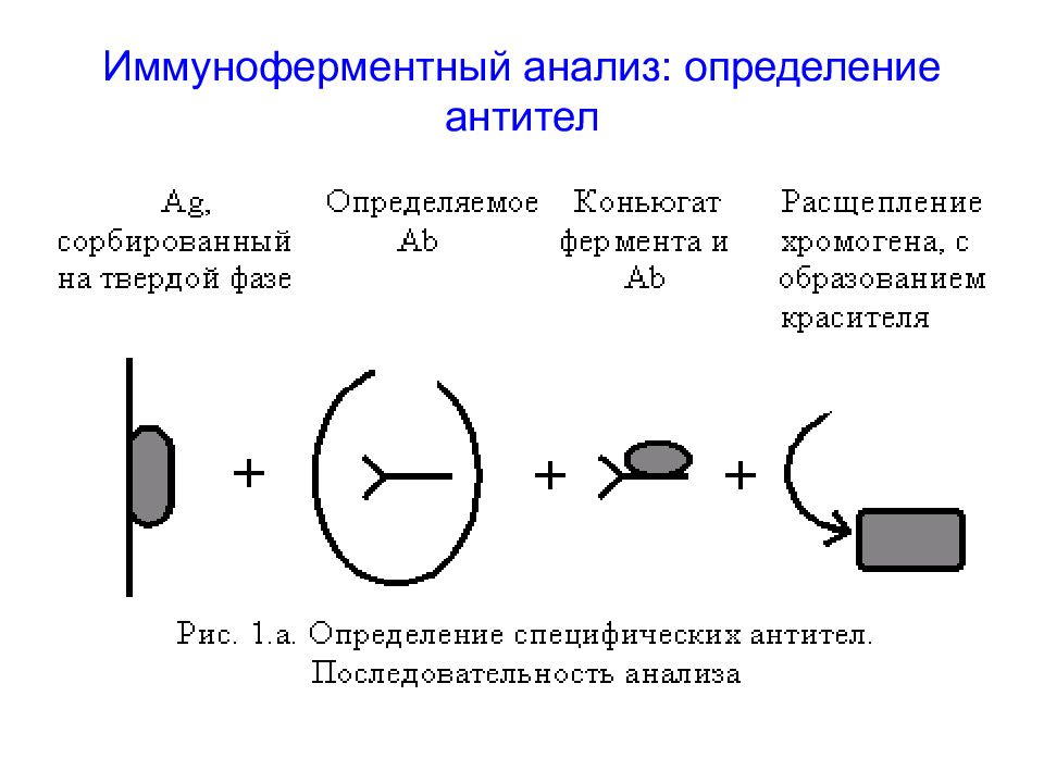 Ифа анализ. ИФА микробиология кратко. Определением антител иммуноферментным методом. Иммуноферментный анализ определение. ИФА для выявления антител.