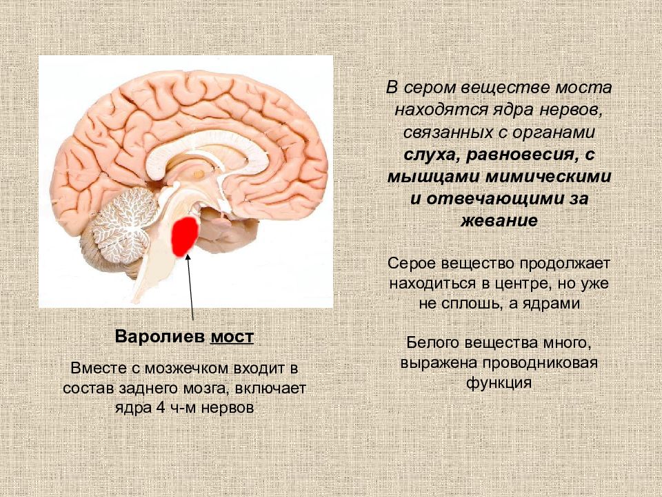 В сером веществе происходит. Варолиев мост серое и белое вещество. Серое веществово моста. Белое вещество варолиева моста. Строение серого вещества моста.