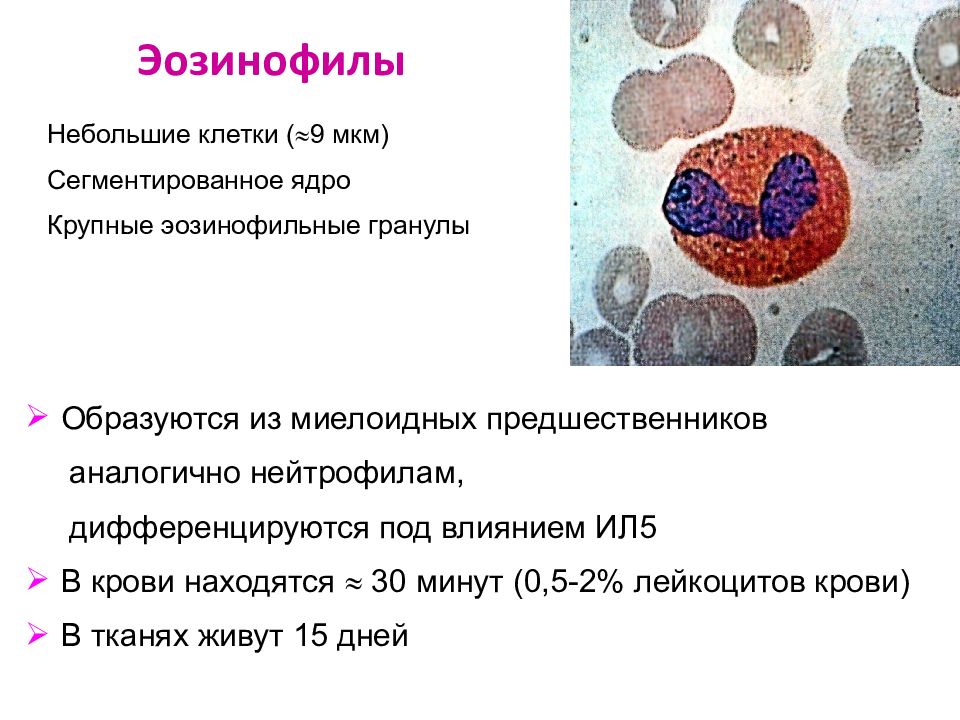 Эозинофилы 12. Строение гранул эозинофилов. Эозинофилы форма ядра. Эозинофилы гистология.