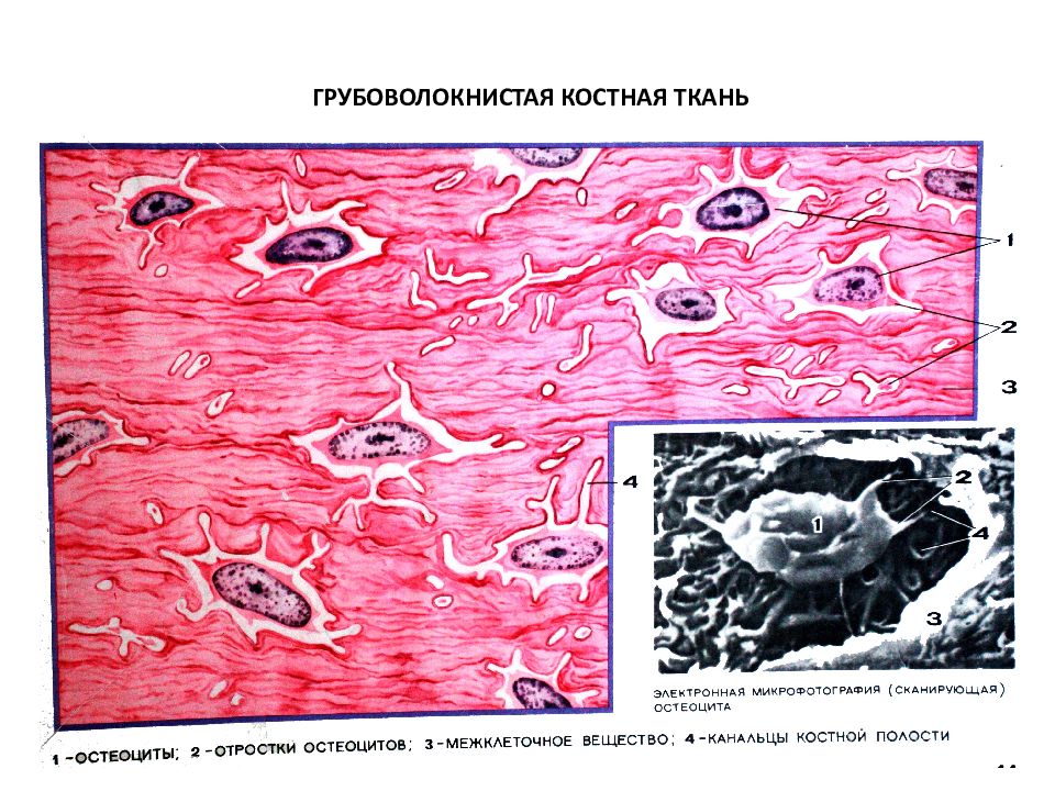 Презентация костная ткань гистология