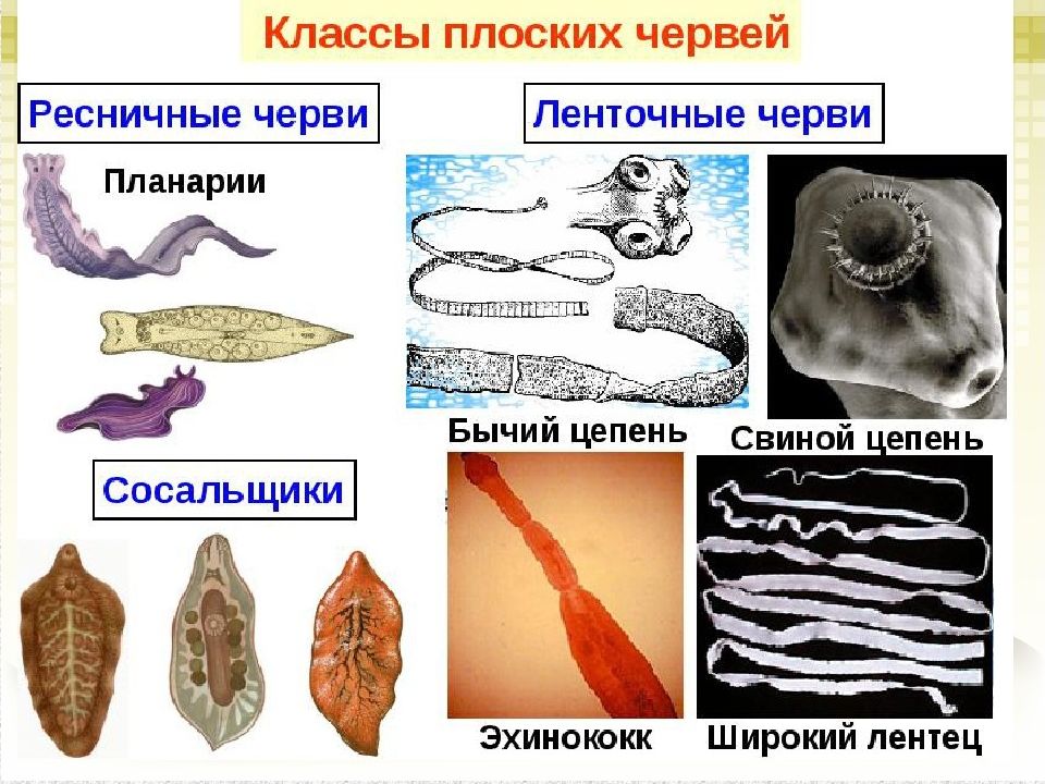 Цепни относятся к плоским червям. Тип плоские черви класс ленточные представители. Тип плоские черви классы Ресничные сосальщики ленточные. Тип плоские черви 7 класс. Классы Ресничные черви, сосальщики, ленточные черви..