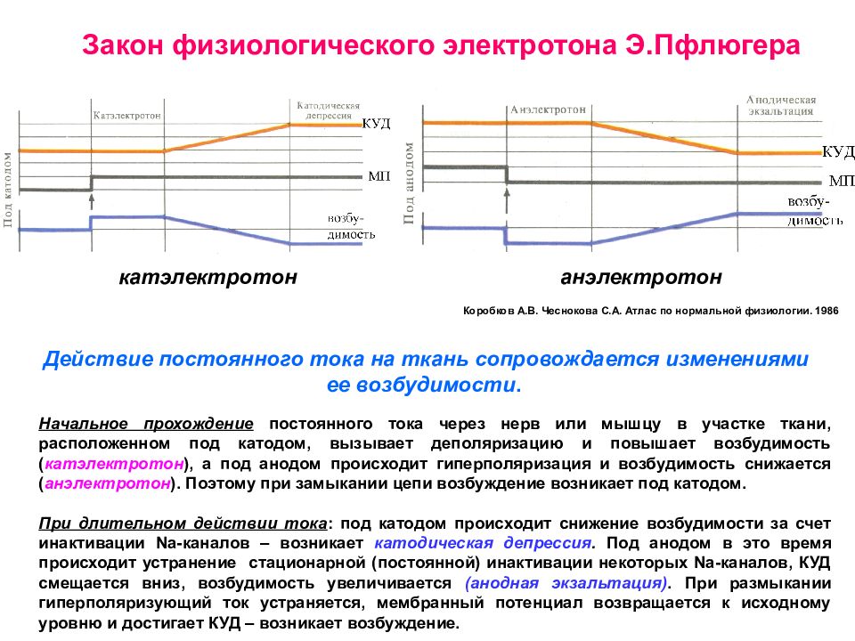 Электротон. Закон физиологического электротона Пфлюгера. Катэлектротон и анэлектротон. Закон физиологического электротона и сокращения мышц Пфлюгера. Закон полярного действия постоянного тока физиология.