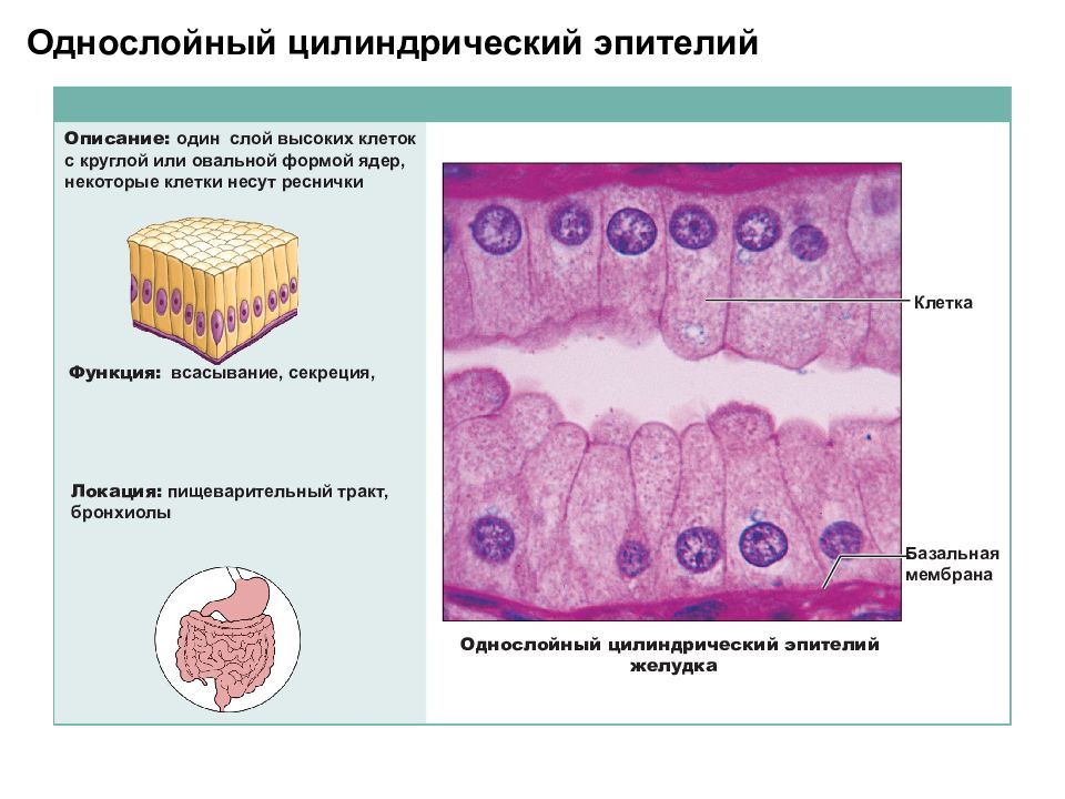 Количество эпительных клеток в образце