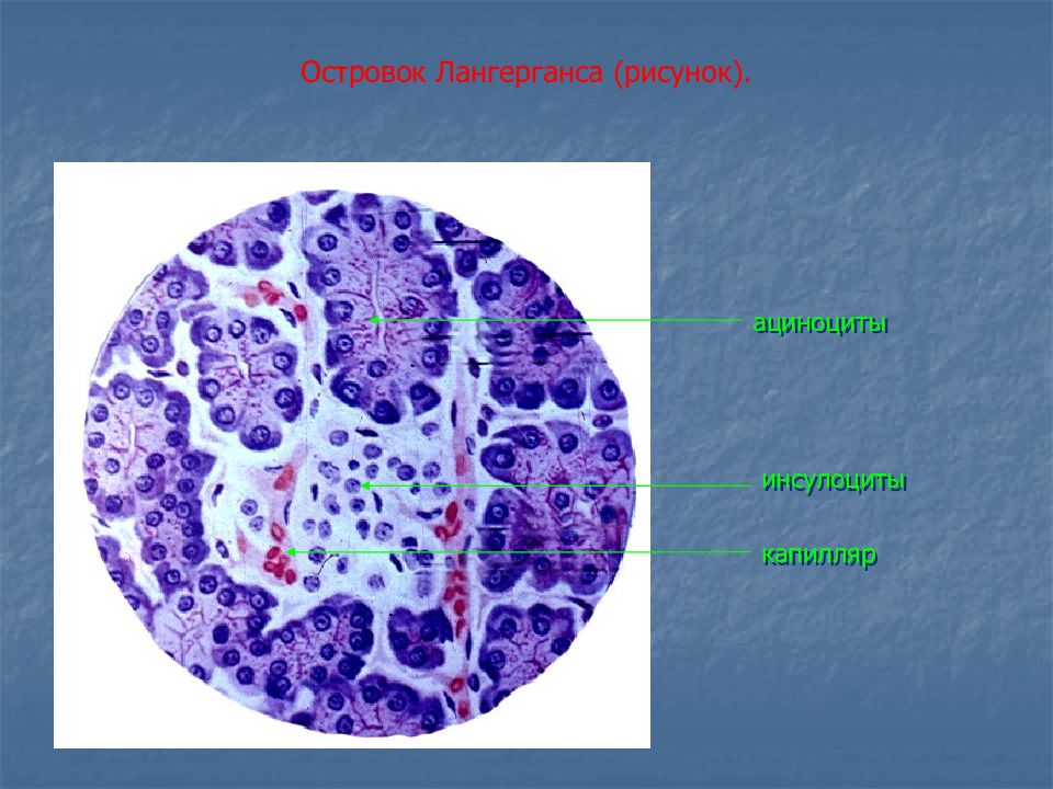 Островки лангерганса. Панкреатический островок гистология. Островки Лангерганса гистология. Инсулоциты гистология.