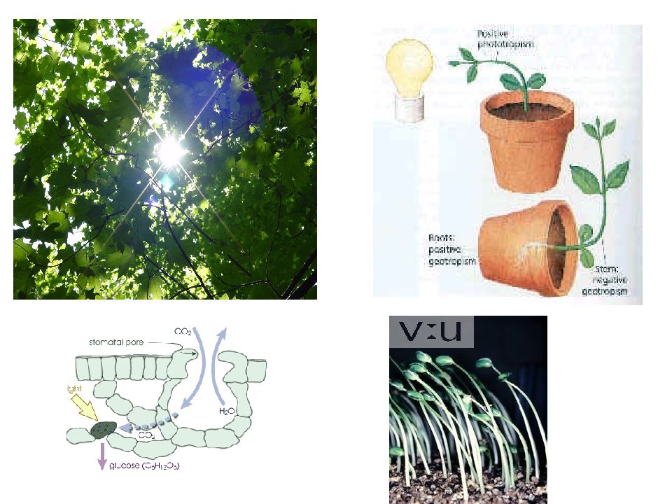 Происходит в корнях растения фотосинтез. Лампы для фотосинтеза. Условия для фотосинтеза растений. Условия необходимые для фотосинтеза. Углеродное питание растений.