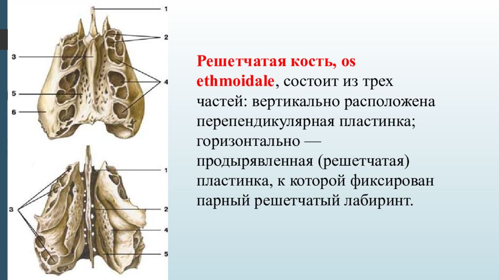 Продырявленная пластинка решетчатой кости. Решетчатая кость анатомия Синельников. Решетчатый Лабиринт решетчатой кости анатомия. Решетчатая кость (os ethmoidale). Решетчатая кость Синельников.