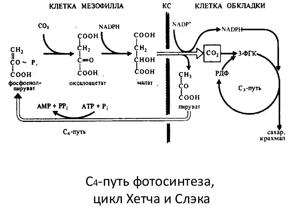 Сам путь фотосинтеза схема