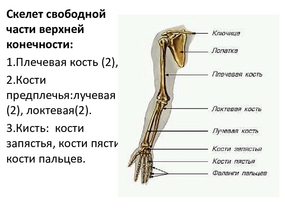 Плечо предплечье кисть картинка