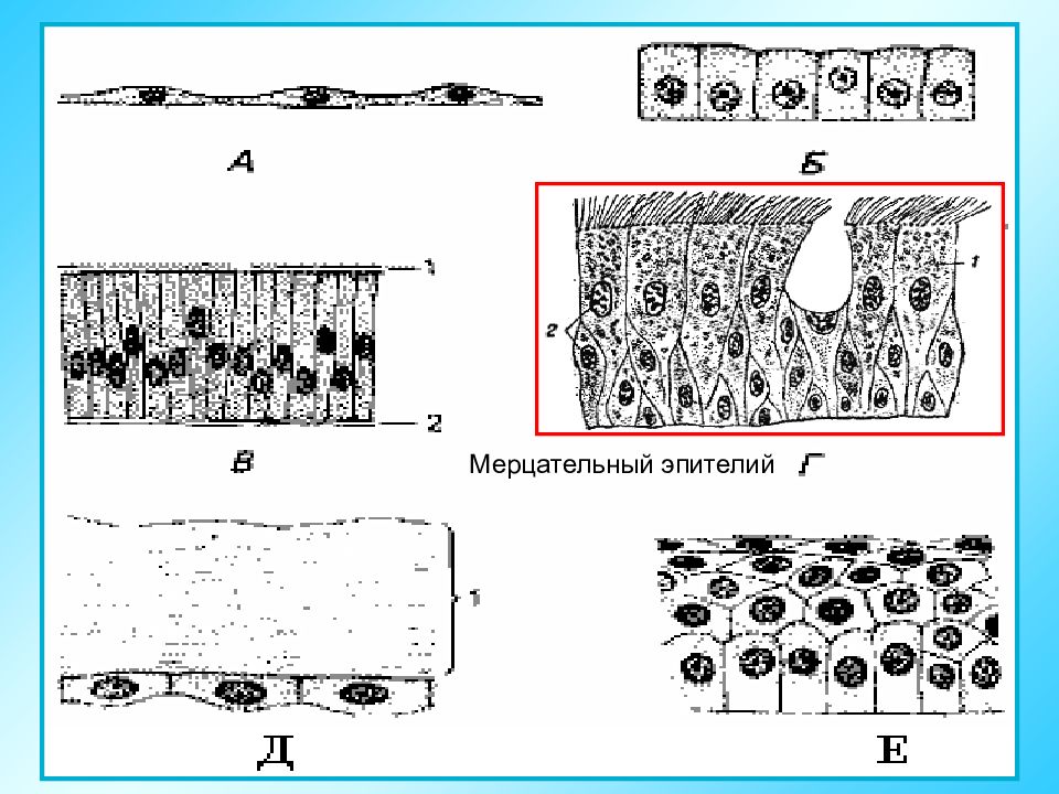Мерцательный эпителий рисунок