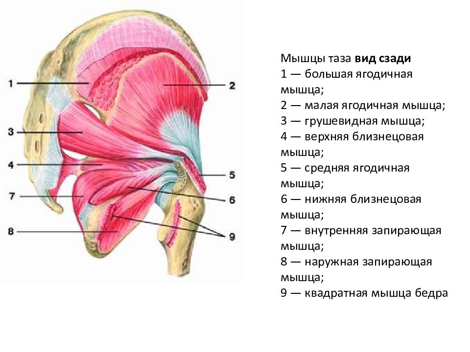 Строение мышц ягодиц