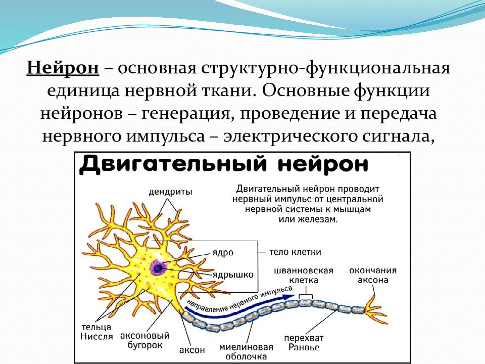 Нервная клетка основные функции