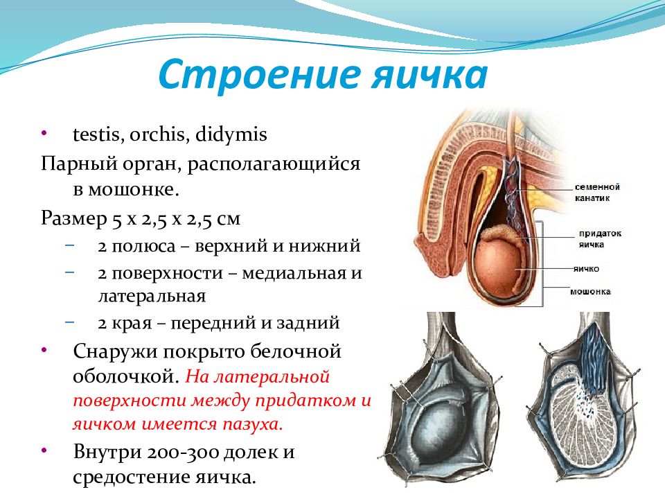 Яичко строение