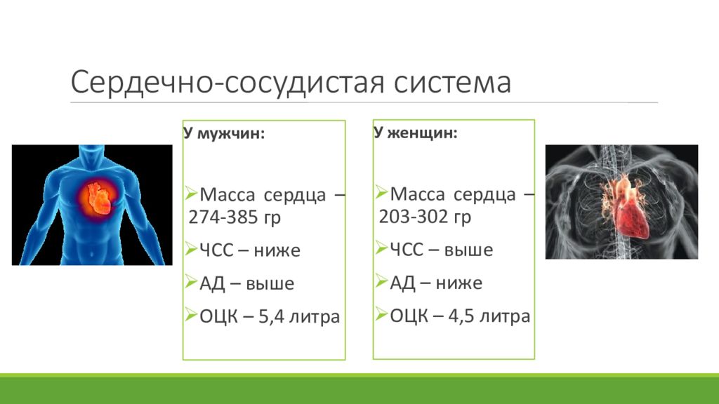 Средняя масса мужчины. Масса сердца взрослого человека. Размер сердца у мужчин и женщин.