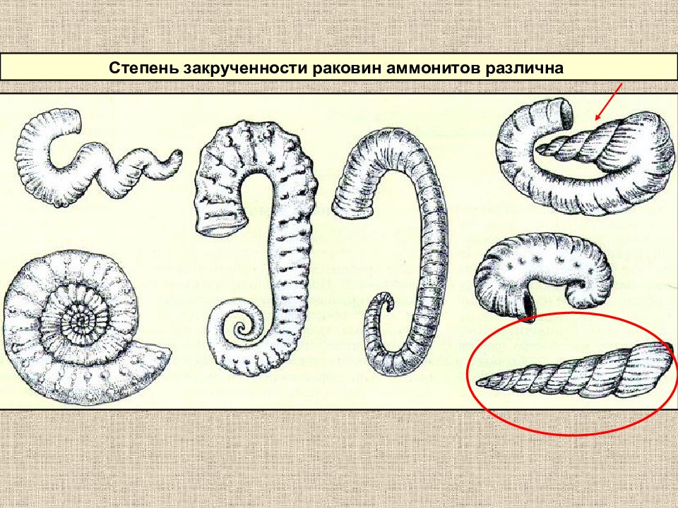 К какому подцарству типу относят животное изображенное на рисунке какой процесс изображен на рисунке