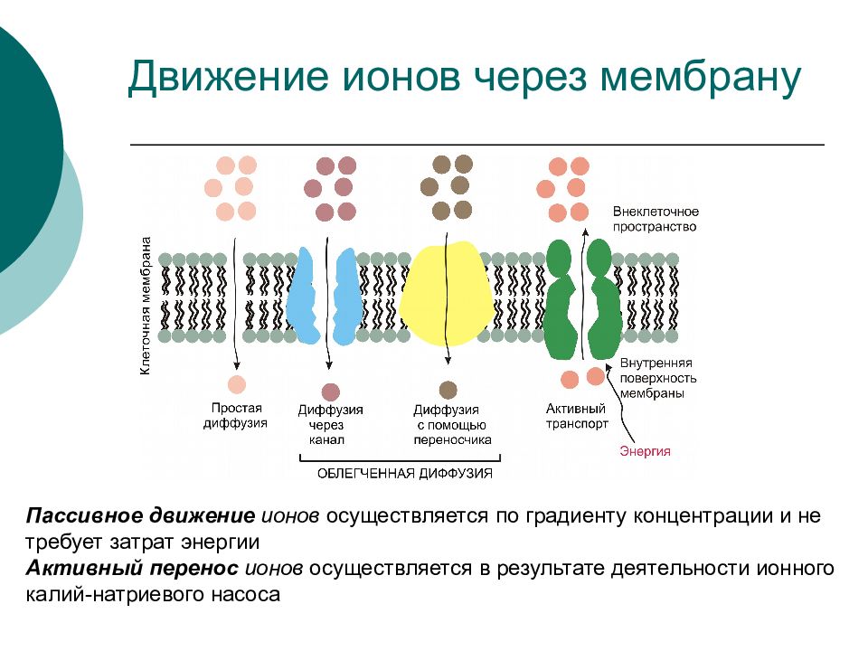 Проницаемость мембраны для ионов калия