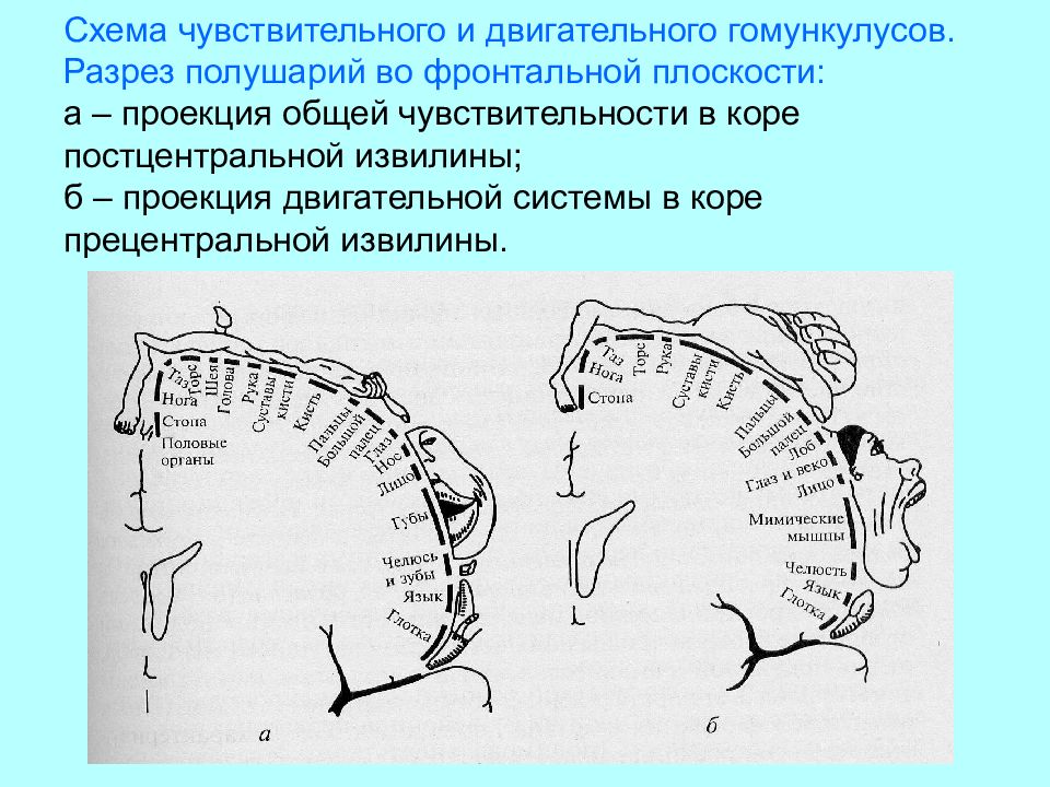 Схема соматотопической проекции в коре головного мозга описана