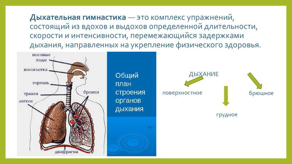 Центр вдоха и выдоха находится. Дыхательная система у детей дошкольного возраста. Как проверить легкие задержав дыхание?. Торакальное дыхание. Определение объемной скорости вдоха и выдоха.