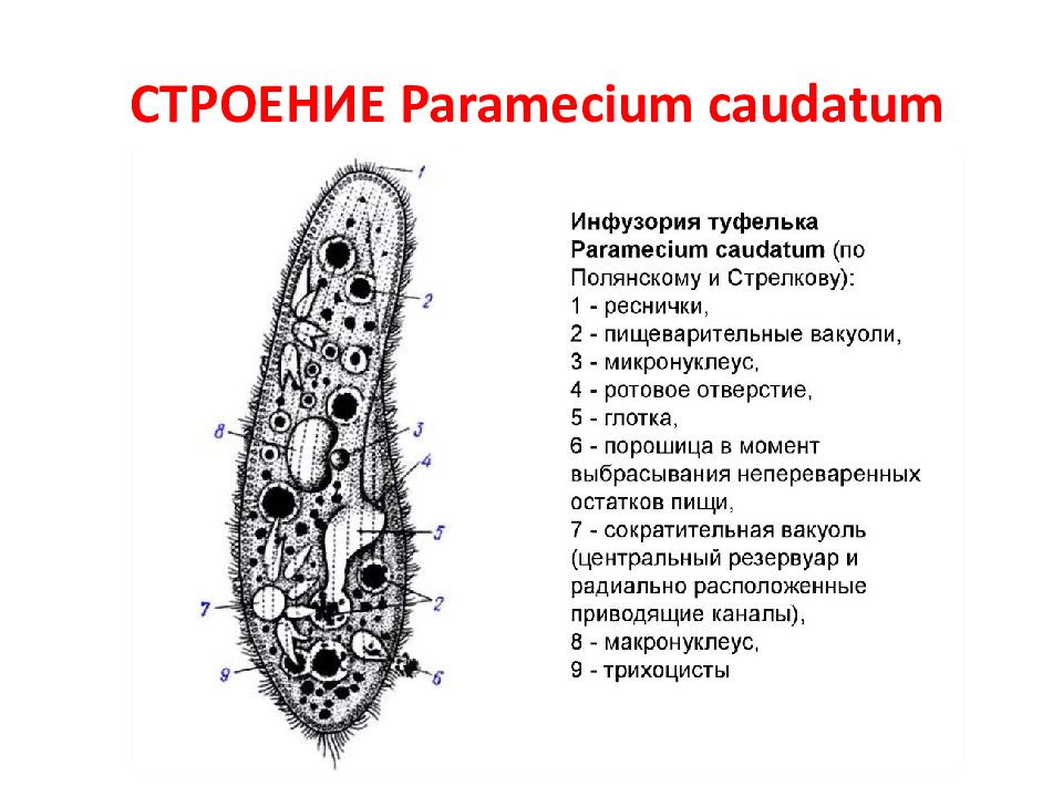 Строение инфузории туфельки 5 класс рисунок с подписями