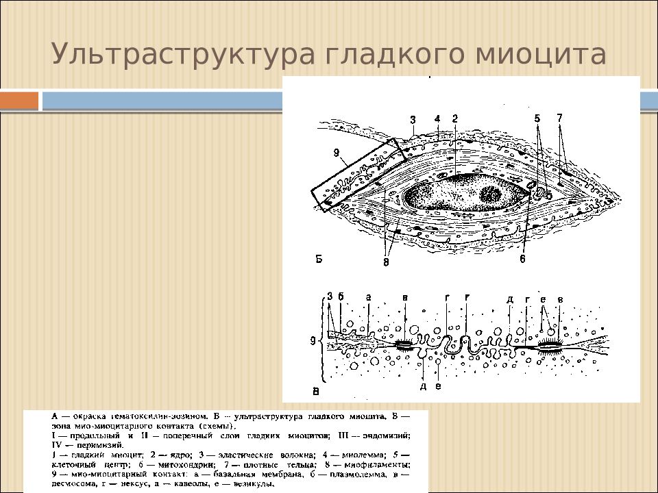 Гладкий миоцит