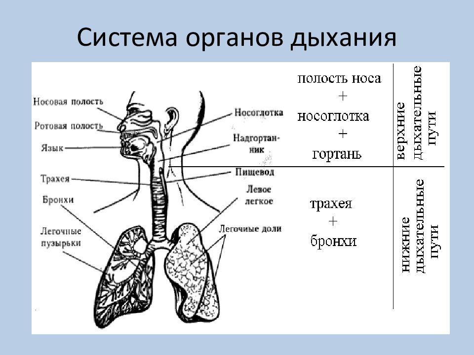 Дыхательная система человека схема егэ