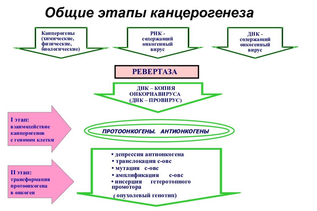 Общая стадия. Инициация канцерогенеза схема. Патогенетическую схему вирусного механизм канцерогенеза. Назовите стадии химического канцерогенеза. Схема патогенеза химического канцерогенеза..