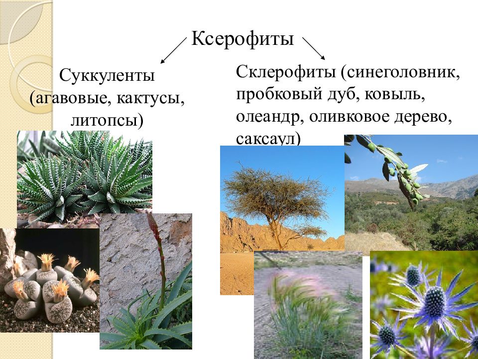 Экологическая группа ксерофиты. Склерофиты и ксерофиты. Ксерофиты Суккуленты и склерофиты. Ксерофит суккулент. Группы ксерофитов.