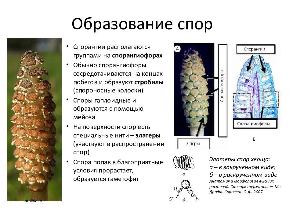 Спорангиофор хвоща