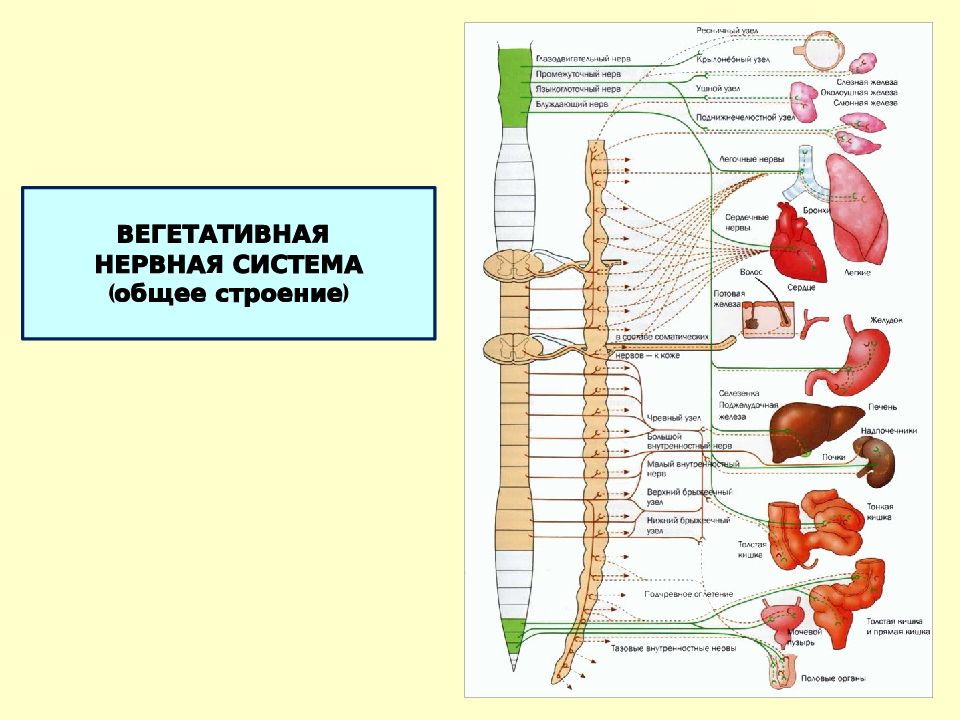 Вегетативная нервная система рисунок