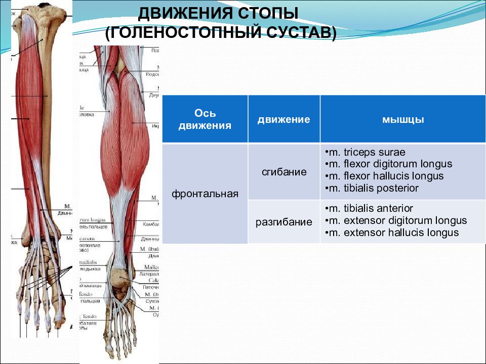 Груберов канал. Голеностопный сустав анатомия строение мышцы. Мышцы действующие на стопный сустав. Мышцы приводящие в движение голеностопный сустав. Мышцы действующие на суставы стопы.