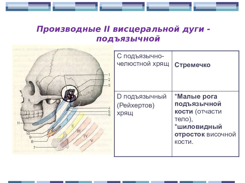 Развитие черепа человека. Висцеральные дуги черепа. Висцеральный череп человека. Висцеральные дуги и их производные. Строение висцерального черепа.