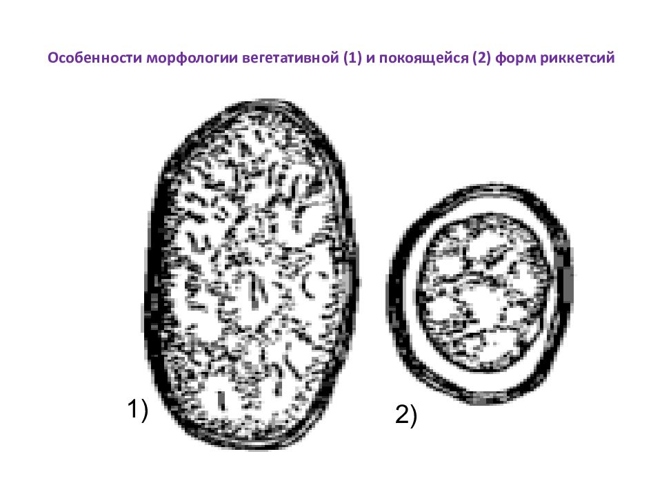 Риккетсии микробиология рисунок