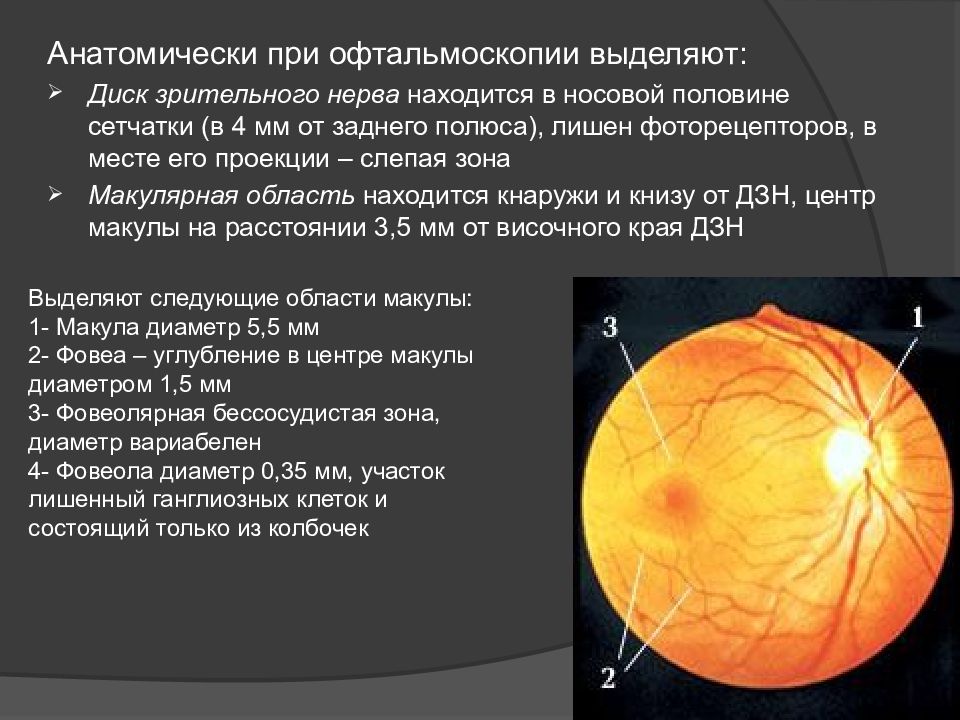 Изображение глазного дна при прямой офтальмоскопии