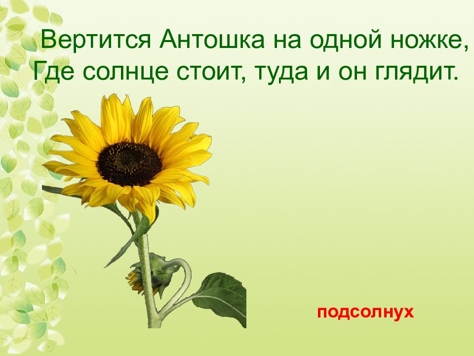 Загадка вертится. Загадка про подсолнух. Загадка про подсолнух для детей. Загадка про подсолнечник. Детские загадки про подсолнух.