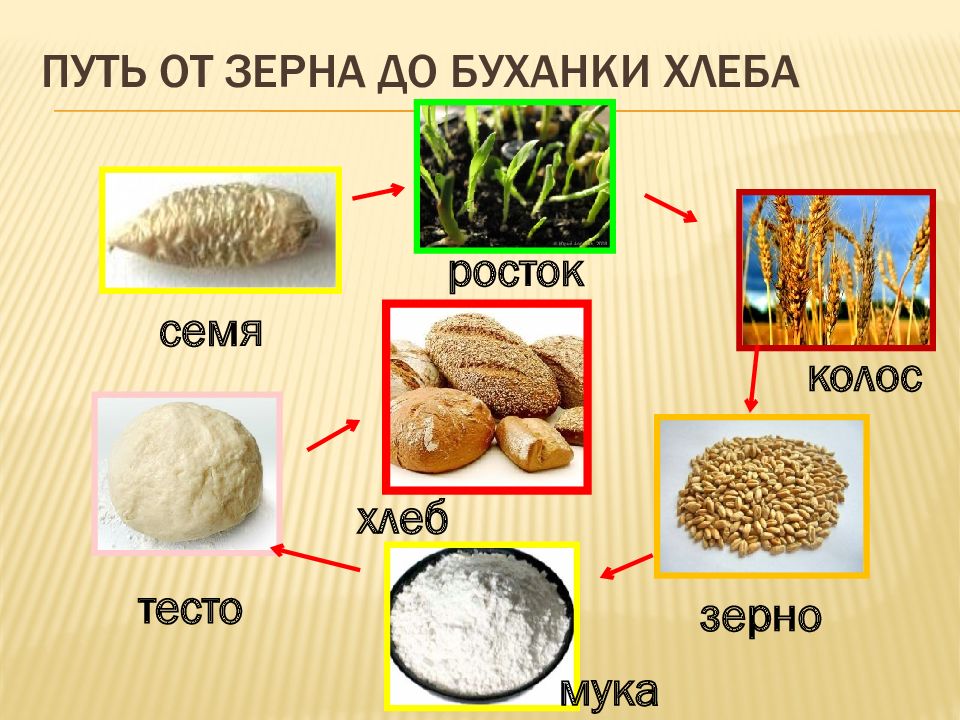 Из каких зерновых культур делают хлеб. Схема от зерна до хлеба. Путь от зерна до буханки хлеба. Путь от зерна к хлебу. Путь от зернышка до хлеба.