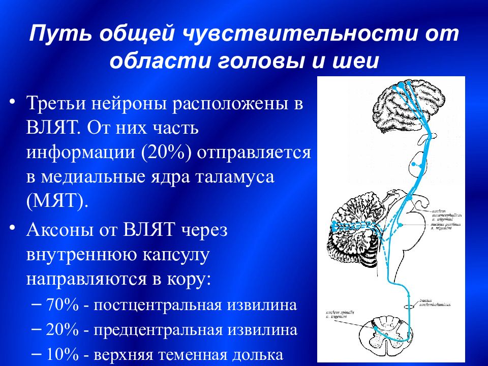 Центральный путь. Путь общей чувствительности. Проводящие пути ЦНС. Проводящий путь общей чувствительности. Путь общей чувствительности от области лица.