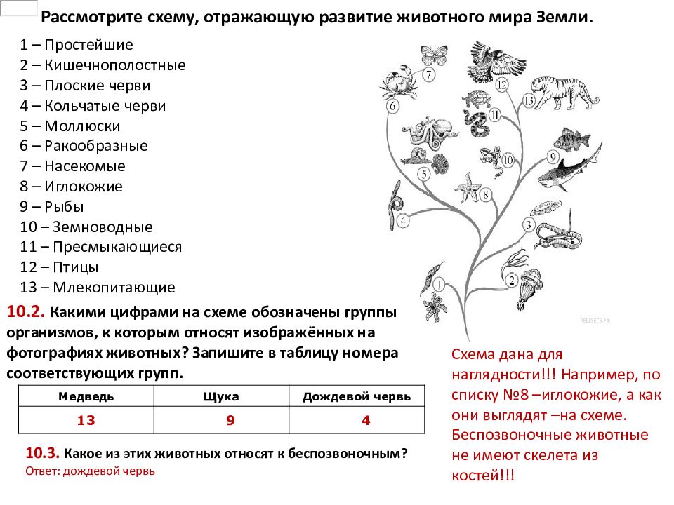 Впр биология 6 класс образец