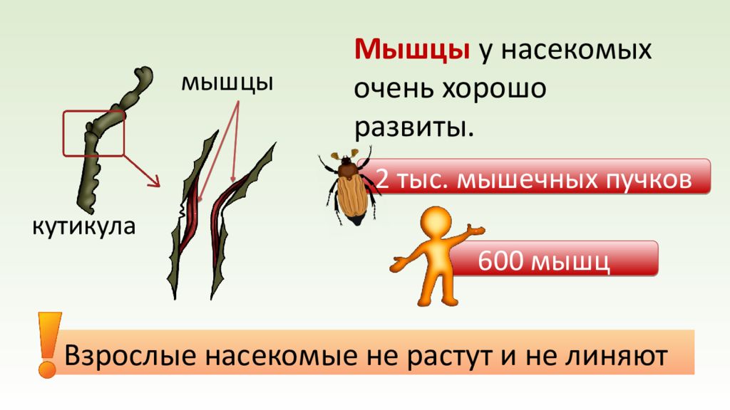 Ходильные ноги 2. Мышцы насекомых. Мускулатура насекомых. Ходильные конечности насекомых. Типы конечностей членистоногих.