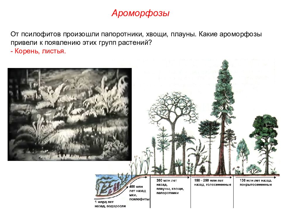 На рисунке изображен псилофиты вымершие растения используя