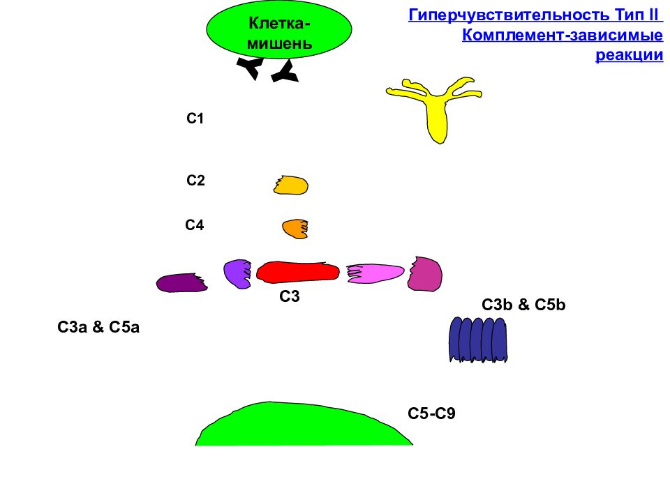 Реактивность 2. Комплемент зависимые реакции. Реактивность клеток. Клетки мишени для системы комплемента. Иммунологическая реактивность.