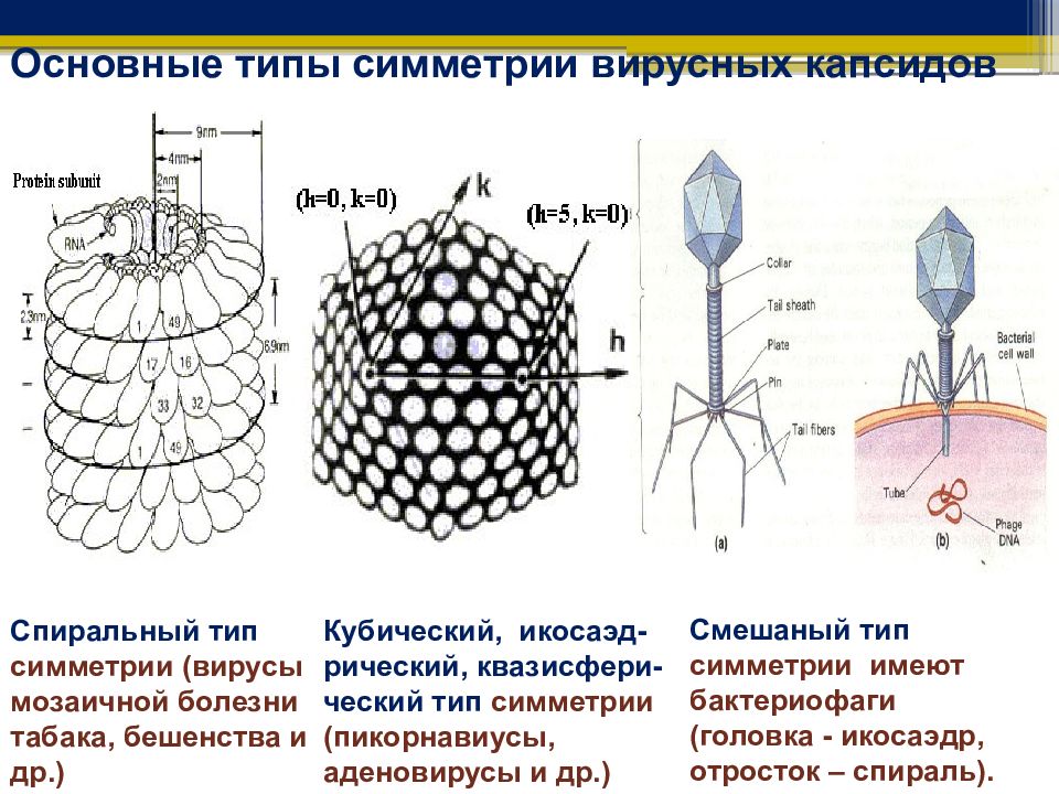 Имеет разновидности. Икосаэдрический капсид. Типы симметрии капсида вирусов. Вирион типы симметрии капсида. Тип симметрии нуклеокапсида вируса.