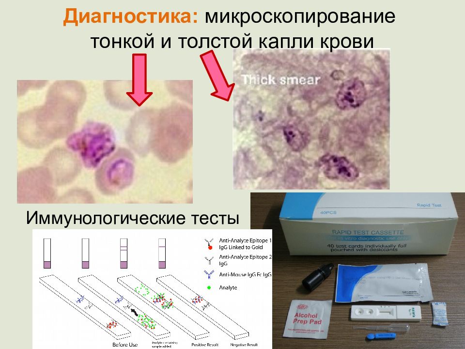 Медицинская протозоология презентация