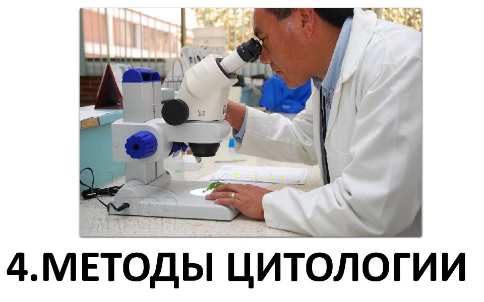 4.МЕТОДЫ ЦИТОЛОГИИ
