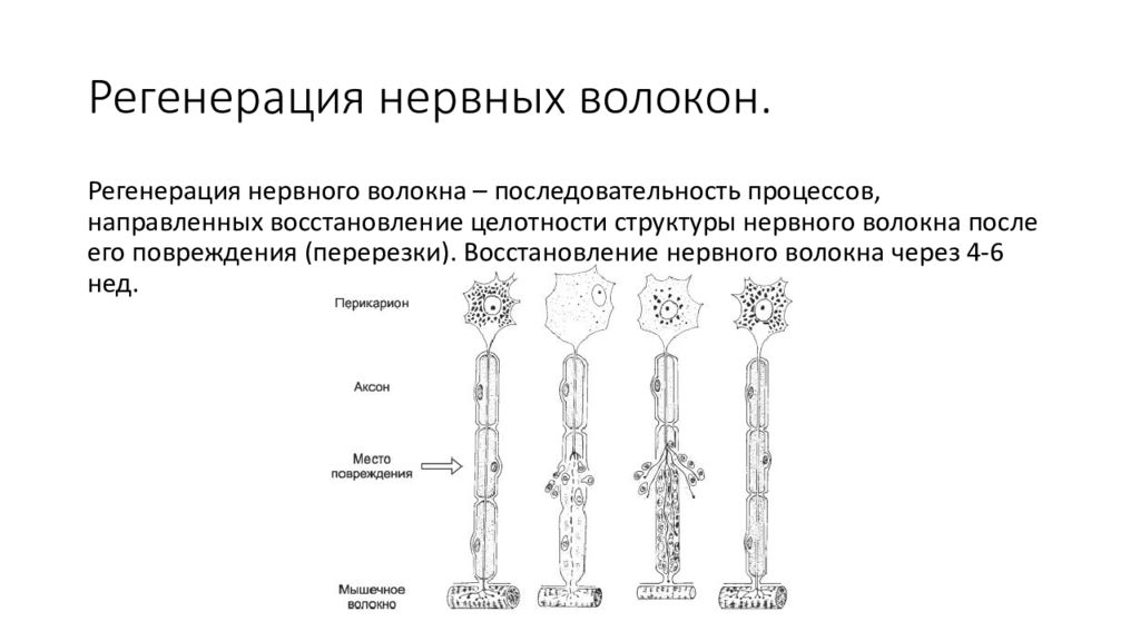 Регенерация нервной ткани презентация