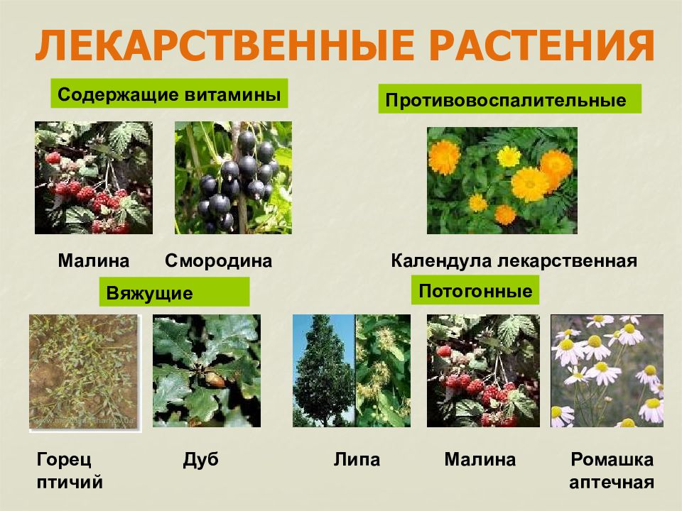 Презентация лекарственные травы и растения картинки с названиями и описанием