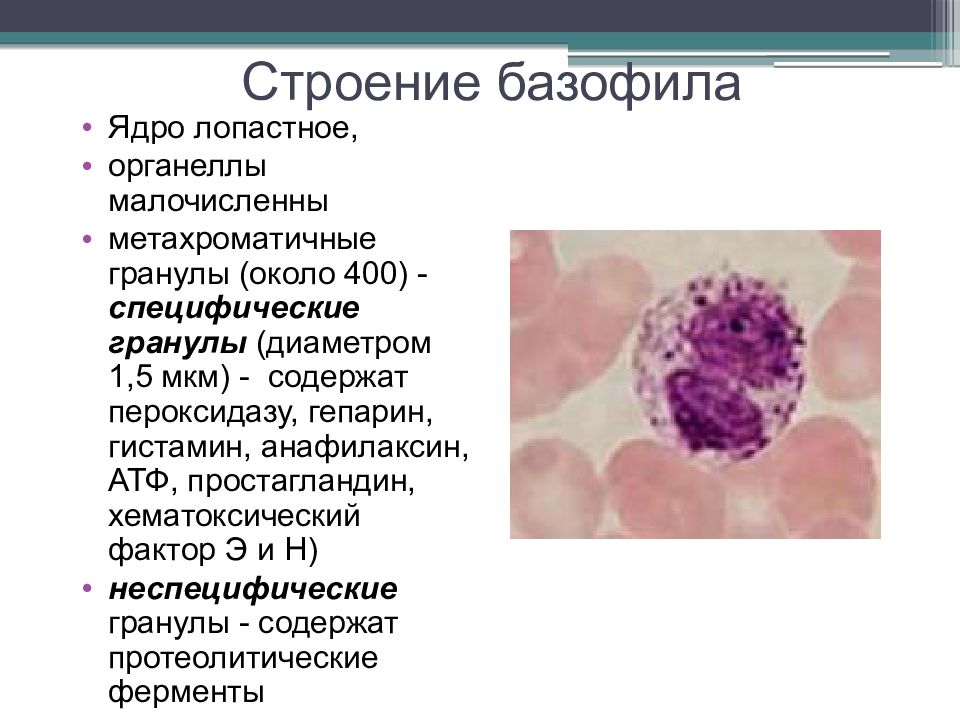 Эозинофилы в слизистой. Базофилы морфология. Функции гранул базофилов. Неспецифические гранулы эозинофилов. Цитоплазма базофилов.