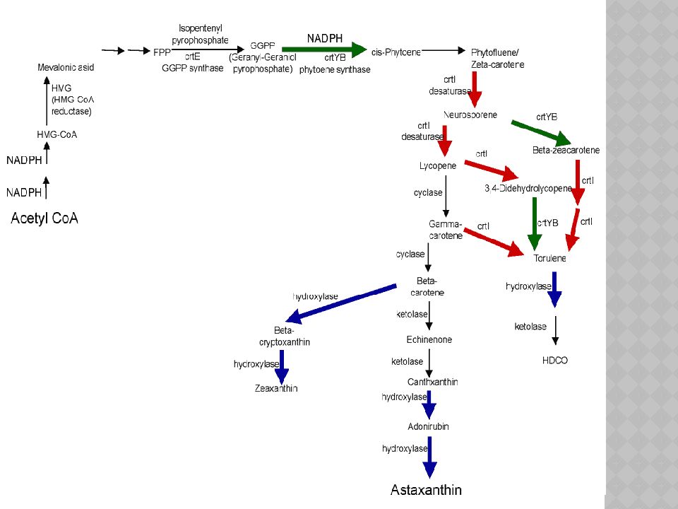 Фотосинтетические Пигменты Фотосинтетические Пигменты