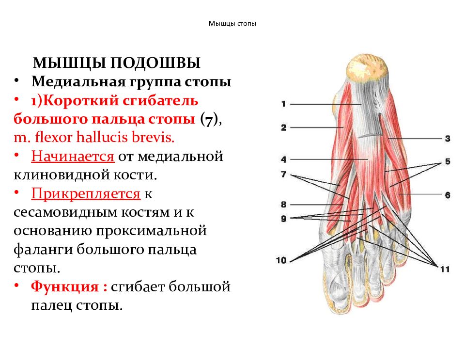 Прикреплены к костям