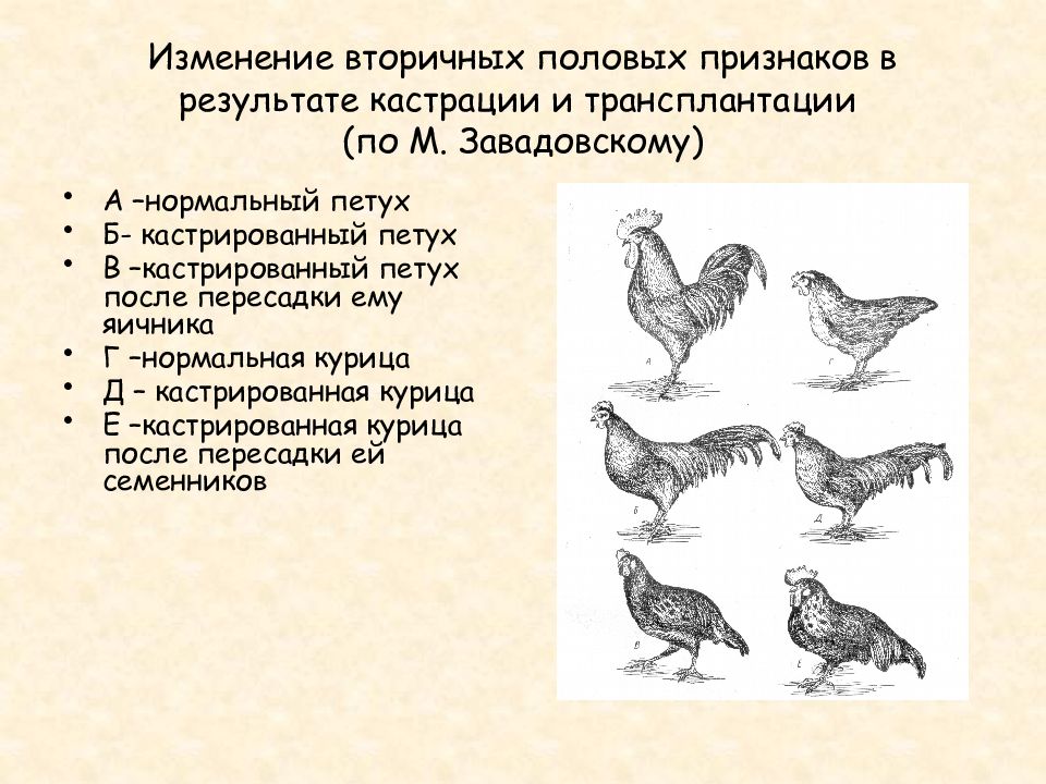 Вторичные половы признаки