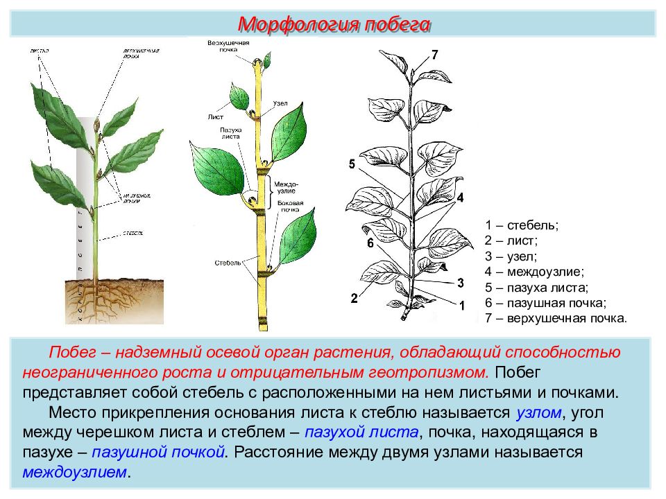 Пименов побег презентация